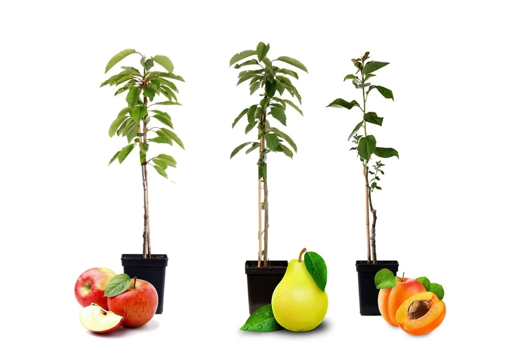 Assorti De 3 Arbres Fruitiers - Pot ⌀9cm - H.60-70cm (hauteur Pot Incluse) 2 Assorti De 3 Arbres Fruitiers - Pot ⌀9cm - H.60-70cm (hauteur Pot Incluse) – Image 2