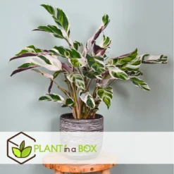 Calathea 'white Fusion' - Pot ⌀14cm - H.30-40cm (hauteur Pot Incluse) 12 Calathea 'white Fusion' - Pot ⌀14cm - H.30-40cm (hauteur Pot Incluse) -Promos Jardesia Magasin 6423335ee30885.64669425