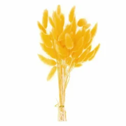 Lagurus Séchés Jaune - 45 Cm -Promos Jardesia Magasin 6425846d9c72d2.72849610