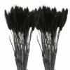 12 Tiges De Lagurus Séchés Noirs - 45 Cm
