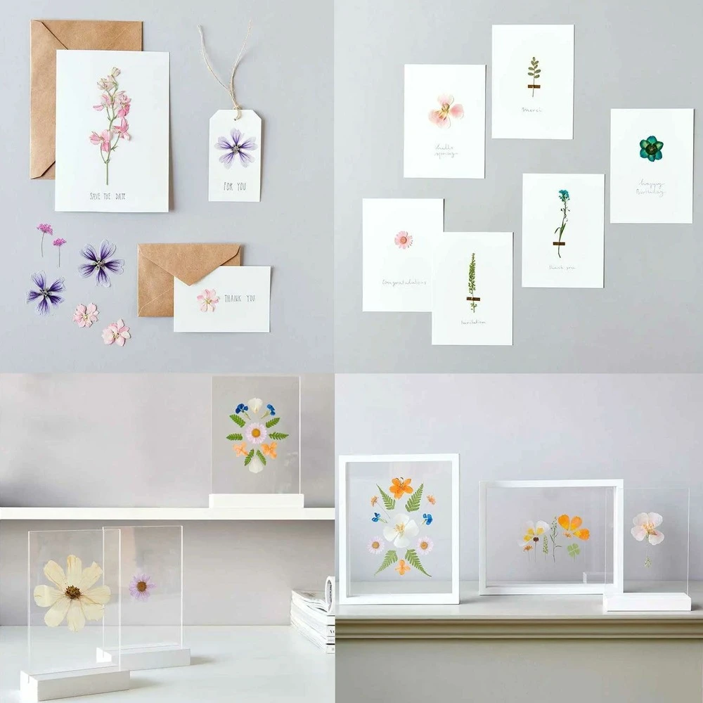 5 Sets De Fleurs Séchées Et Pressées Multicolores 2 5 Sets De Fleurs Séchées Et Pressées Multicolores – Image 2