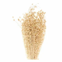 Lins Séchés Naturel - 70 Cm -Promos Jardesia Magasin 6425847b173239.47884518