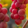 Vigne 'chasselas Rosé' - Conteneur 3l