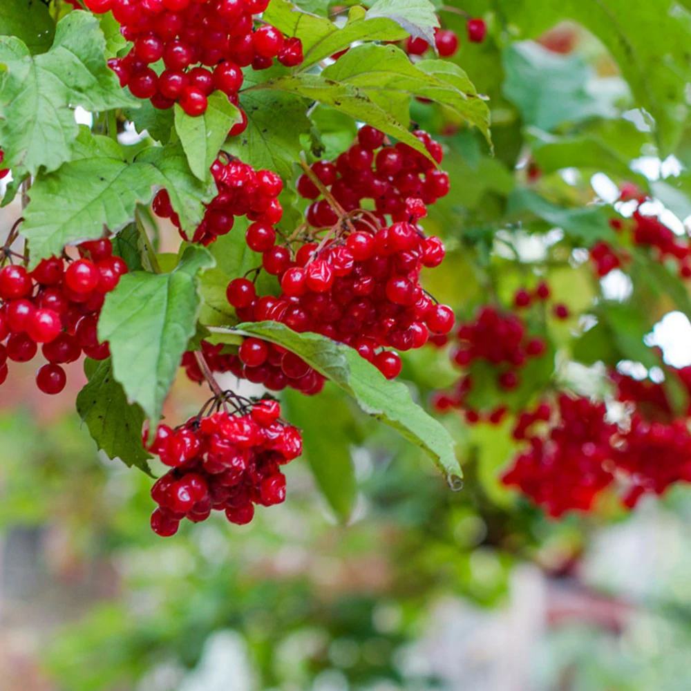 Plant Groseillier London Market Pot 2l 1 Plant Groseillier London Market Pot 2l