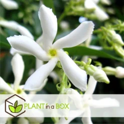 Jasmin Xl - Set De 2 - Vigne Grimpante - Pot 17cm - Hauteur 110-120cm -Promos Jardesia Magasin 6426d296d6b130.43381225