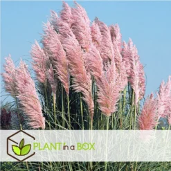 Cortaderia Selloana - Set De 3 - La Pampa - Rose - Pot 9cm - Hauteur 25-40cm 7 Cortaderia Selloana - Set De 3 - La Pampa - Rose - Pot 9cm - Hauteur 25-40cm -Promos Jardesia Magasin 6426d369de0020.70880671