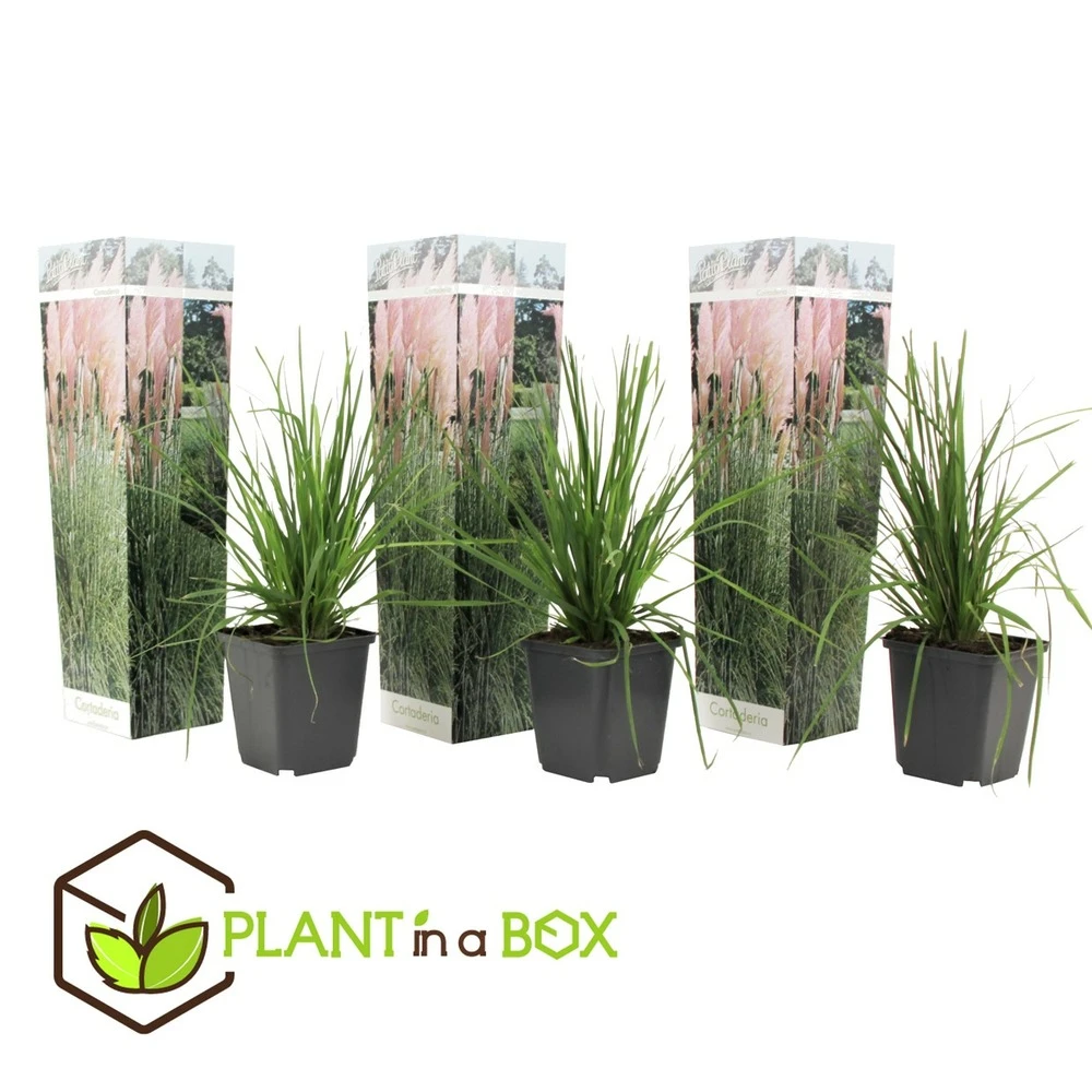 Cortaderia Selloana - Set De 3 - La Pampa - Rose - Pot 9cm - Hauteur 25-40cm 2 Cortaderia Selloana - Set De 3 - La Pampa - Rose - Pot 9cm - Hauteur 25-40cm – Image 2