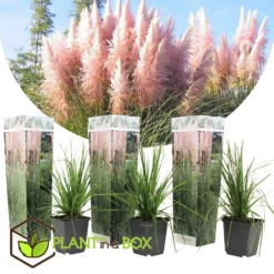 Cortaderia Selloana - Set De 3 - La Pampa - Rose - Pot 9cm - Hauteur 25-40cm 6 Cortaderia Selloana - Set De 3 - La Pampa - Rose - Pot 9cm - Hauteur 25-40cm -Promos Jardesia Magasin 6426d369ed3477.62160885