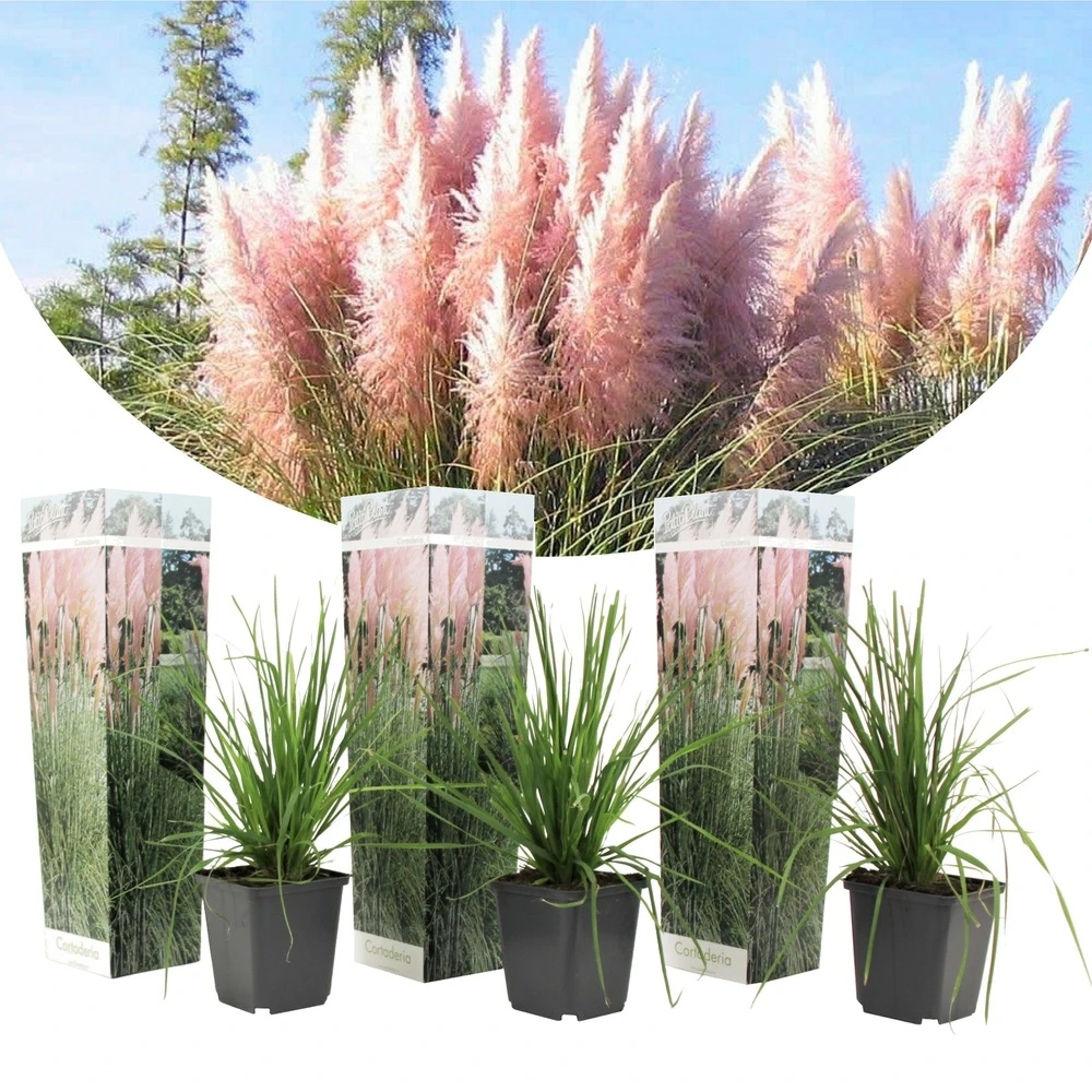 Cortaderia Selloana - Set De 3 - La Pampa - Rose - Pot 9cm - Hauteur 25-40cm 1 Cortaderia Selloana - Set De 3 - La Pampa - Rose - Pot 9cm - Hauteur 25-40cm
