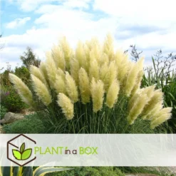 Cortaderia Selloana - Set De 3 - La Pampa - Blanc - Pot 9cm - Hauteur 25-40cm -Promos Jardesia Magasin 6426d36bc2a668.31887290