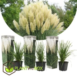 Cortaderia Selloana - Set De 3 - La Pampa - Blanc - Pot 9cm - Hauteur 25-40cm -Promos Jardesia Magasin 6426d36bcbe739.61225323