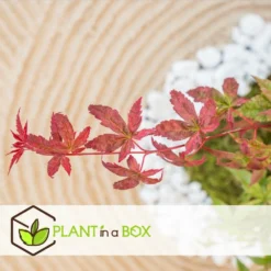 Acer Palmatum 'beni Maiko' - érable Du Japon - Pot 19cm - Hauteur 60-70cm 7 Acer Palmatum 'beni Maiko' - érable Du Japon - Pot 19cm - Hauteur 60-70cm -Promos Jardesia Magasin 6426d375c7d192.60013909