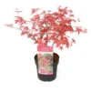 Acer Palmatum 'beni Maiko' - érable Du Japon - Pot 19cm - Hauteur 60-70cm