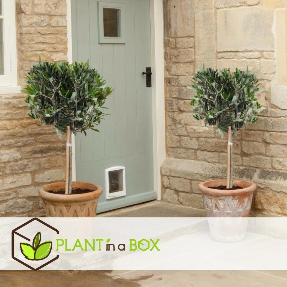 Olea Europaea - Set De 2 - D'olivier Dans Un Panier - Pot 14cm - Hauteur 45-55cm 3 Olea Europaea - Set De 2 - D'olivier Dans Un Panier - Pot 14cm - Hauteur 45-55cm – Image 3