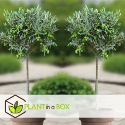 Olea Europaea - Set De 2 - D'olivier Dans Un Panier - Pot 14cm - Hauteur 45-55cm 7 Olea Europaea - Set De 2 - D'olivier Dans Un Panier - Pot 14cm - Hauteur 45-55cm -Promos Jardesia Magasin 6426d381b49471.23857350