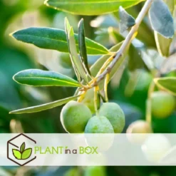 Olea Europaea - Olivier Rustique Sur Tige - Pot 21cm - Hauteur 90-100cm 7 Olea Europaea - Olivier Rustique Sur Tige - Pot 21cm - Hauteur 90-100cm -Promos Jardesia Magasin 6426d382deb009.92100906