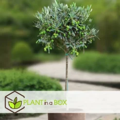 Olea Europaea - Olivier Rustique Sur Tige - Pot 19cm - Hauteur 80-90cm -Promos Jardesia Magasin 6426d383827b69.56892104