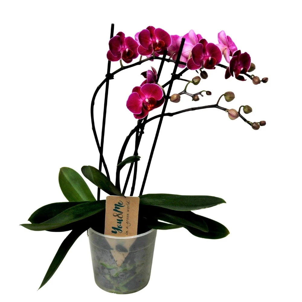 Phalaenopsis Multiflora - Orchidée Pourpre - Pot 12cm - Hauteur 35-45cm 1 Phalaenopsis Multiflora - Orchidée Pourpre - Pot 12cm - Hauteur 35-45cm