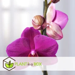 Phalaenopsis Multiflora - Orchidée Pourpre - Pot 12cm - Hauteur 35-45cm 6 Phalaenopsis Multiflora - Orchidée Pourpre - Pot 12cm - Hauteur 35-45cm -Promos Jardesia Magasin 6426d60b053594.26028170