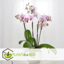 Phalaenopsis Multiflora - Orchidée Rose - Pot 12cm - Hauteur 35-45cm 6 Phalaenopsis Multiflora - Orchidée Rose - Pot 12cm - Hauteur 35-45cm -Promos Jardesia Magasin 6426d60b6b23d5.44197038