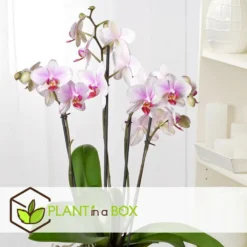 Phalaenopsis Multiflora - Orchidée Rose - Pot 12cm - Hauteur 35-45cm 7 Phalaenopsis Multiflora - Orchidée Rose - Pot 12cm - Hauteur 35-45cm -Promos Jardesia Magasin 6426d60b77b9a2.00287060