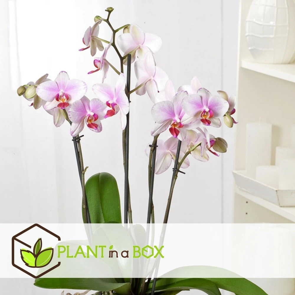 Phalaenopsis Multiflora - Orchidée Rose - Pot 12cm - Hauteur 35-45cm 4 Phalaenopsis Multiflora - Orchidée Rose - Pot 12cm - Hauteur 35-45cm – Image 4