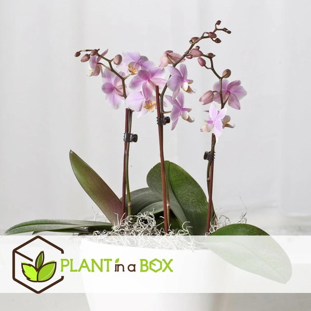 Phalaenopsis Multiflora - Orchidée Rose - Pot 12cm - Hauteur 35-45cm 2 Phalaenopsis Multiflora - Orchidée Rose - Pot 12cm - Hauteur 35-45cm – Image 2