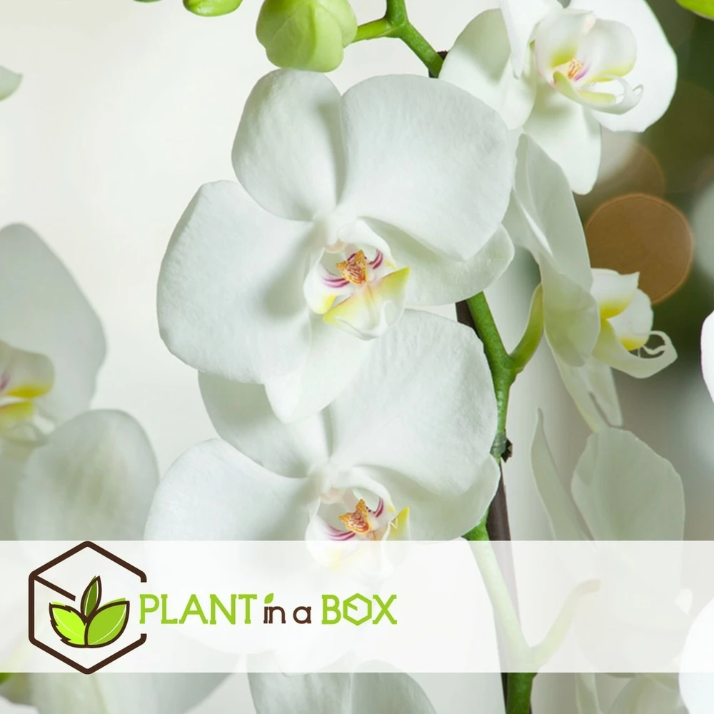 Phalaenopsis Multiflora - Orchidée Blanc - Pot 12cm - Hauteur 35-45cm 2 Phalaenopsis Multiflora - Orchidée Blanc - Pot 12cm - Hauteur 35-45cm – Image 2