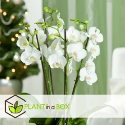 Phalaenopsis Multiflora - Orchidée Blanc - Pot 12cm - Hauteur 35-45cm 6 Phalaenopsis Multiflora - Orchidée Blanc - Pot 12cm - Hauteur 35-45cm -Promos Jardesia Magasin 6426d60c268081.57320546