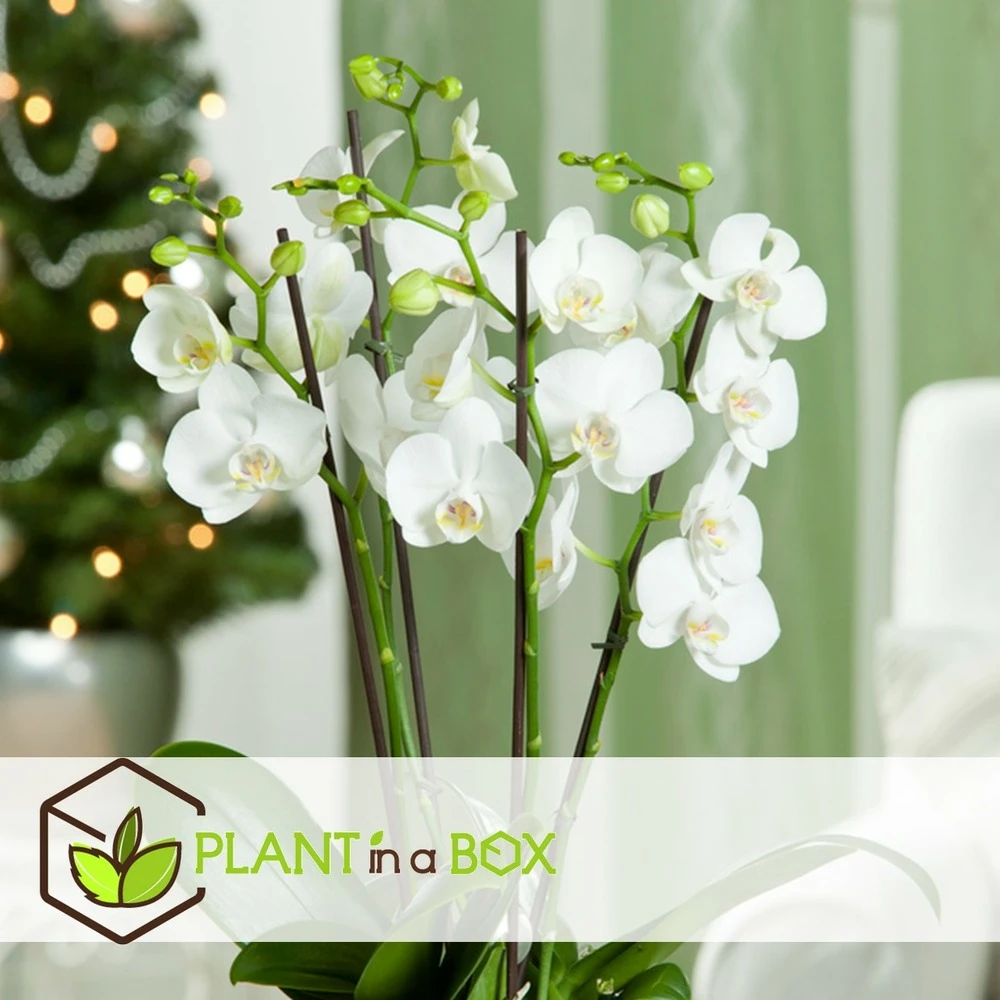 Phalaenopsis Multiflora - Orchidée Blanc - Pot 12cm - Hauteur 35-45cm 3 Phalaenopsis Multiflora - Orchidée Blanc - Pot 12cm - Hauteur 35-45cm – Image 3