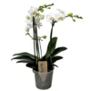 Phalaenopsis Multiflora - Orchidée Blanc - Pot 12cm - Hauteur 35-45cm