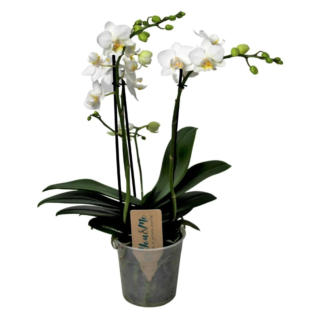 Phalaenopsis Multiflora - Orchidée Blanc - Pot 12cm - Hauteur 35-45cm 1 Phalaenopsis Multiflora - Orchidée Blanc - Pot 12cm - Hauteur 35-45cm