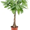 Pachira Aquatica - "money Tree" - Pot 17cm - Hauteur 60-70cm