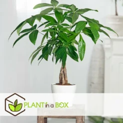 Pachira Aquatica - "money Tree" - Pot 17cm - Hauteur 60-70cm 6 Pachira Aquatica - "money Tree" - Pot 17cm - Hauteur 60-70cm -Promos Jardesia Magasin 6426d611237ef6.77771513