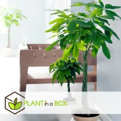 Pachira Aquatica - "money Tree" - Pot 17cm - Hauteur 60-70cm 7 Pachira Aquatica - "money Tree" - Pot 17cm - Hauteur 60-70cm -Promos Jardesia Magasin 6426d61134eda5.40007499
