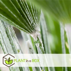 Chamaerops Humilis - Set De 2 - Palmier - Pot 15cm - Hauteur 50-60cm -Promos Jardesia Magasin 6426d61279d5a9.65125664