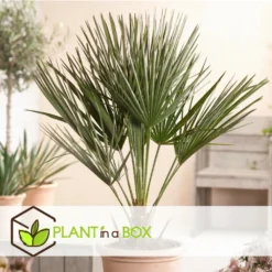 Chamaerops Humilis - Set De 2 - Palmier - Pot 15cm - Hauteur 50-60cm -Promos Jardesia Magasin 6426d612834808.83751907