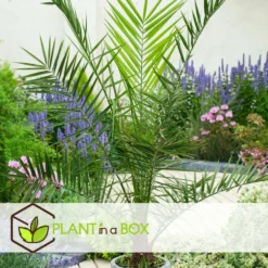 Phoenix Canariensis - Set De 2 - Palmier Dattier - Pot 15cm - Hauteur 50-60cm -Promos Jardesia Magasin 6426d6131baaa1.37639037