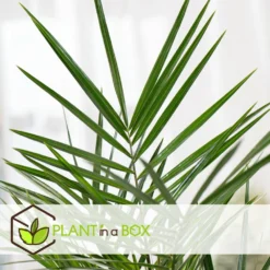 Phoenix Canariensis - Set De 2 - Palmier Dattier - Pot 19cm - Hauteur 80-100cm -Promos Jardesia Magasin 6426d613bcc2a4.01774833