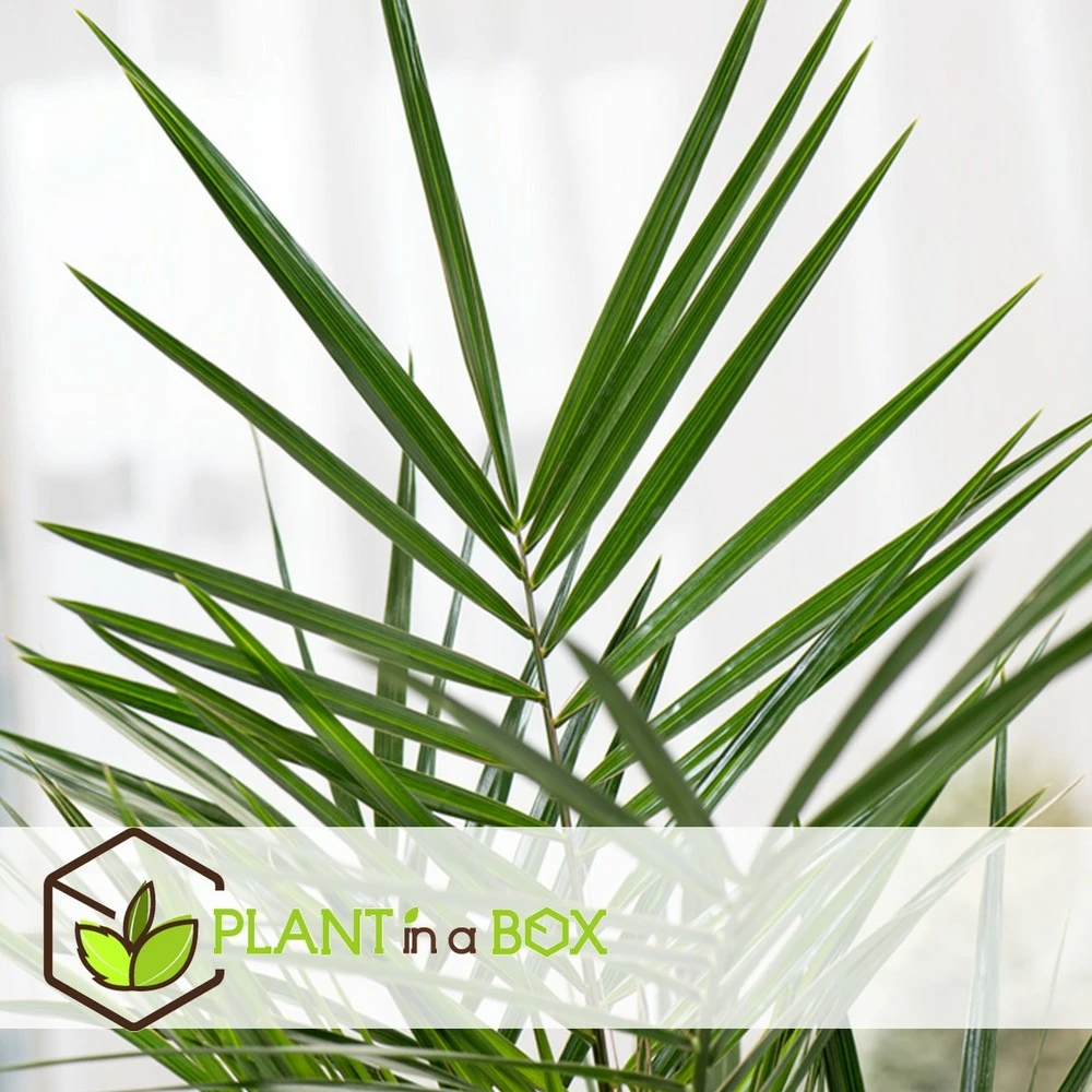 Phoenix Canariensis - Set De 4 - Palmier Dattier - Pot 15cm - Hauteur 50-60cm 3 Phoenix Canariensis - Set De 4 - Palmier Dattier - Pot 15cm - Hauteur 50-60cm – Image 3