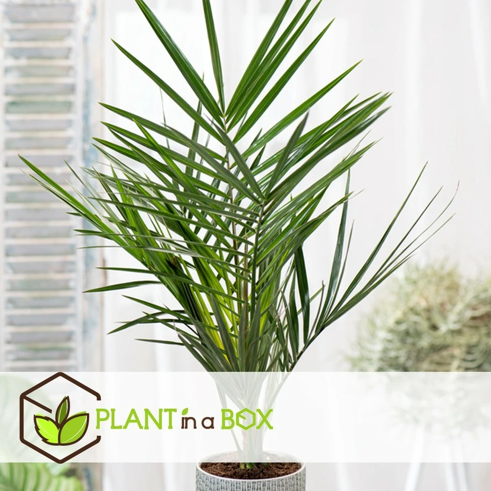 Phoenix Canariensis - Set De 4 - Palmier Dattier - Pot 15cm - Hauteur 50-60cm 2 Phoenix Canariensis - Set De 4 - Palmier Dattier - Pot 15cm - Hauteur 50-60cm – Image 2