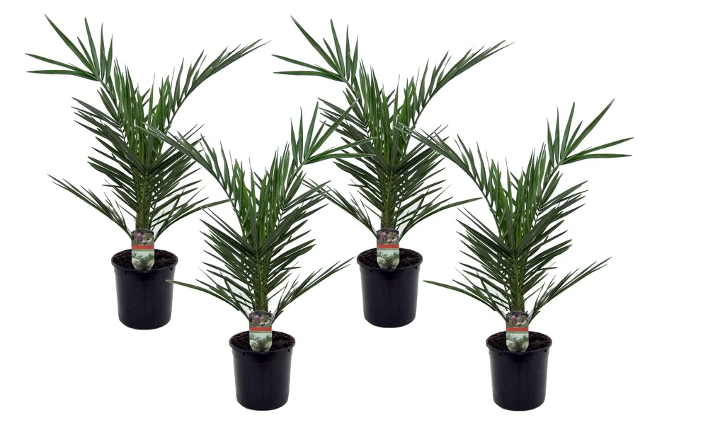 Phoenix Canariensis - Set De 4 - Palmier Dattier - Pot 15cm - Hauteur 50-60cm 1 Phoenix Canariensis - Set De 4 - Palmier Dattier - Pot 15cm - Hauteur 50-60cm