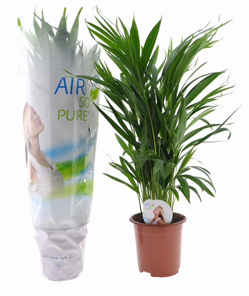 Dypsis Lutescens - Areca Gold Palm - Pot 17cm - Hauteur 60-70cm 1 Dypsis Lutescens - Areca Gold Palm - Pot 17cm - Hauteur 60-70cm