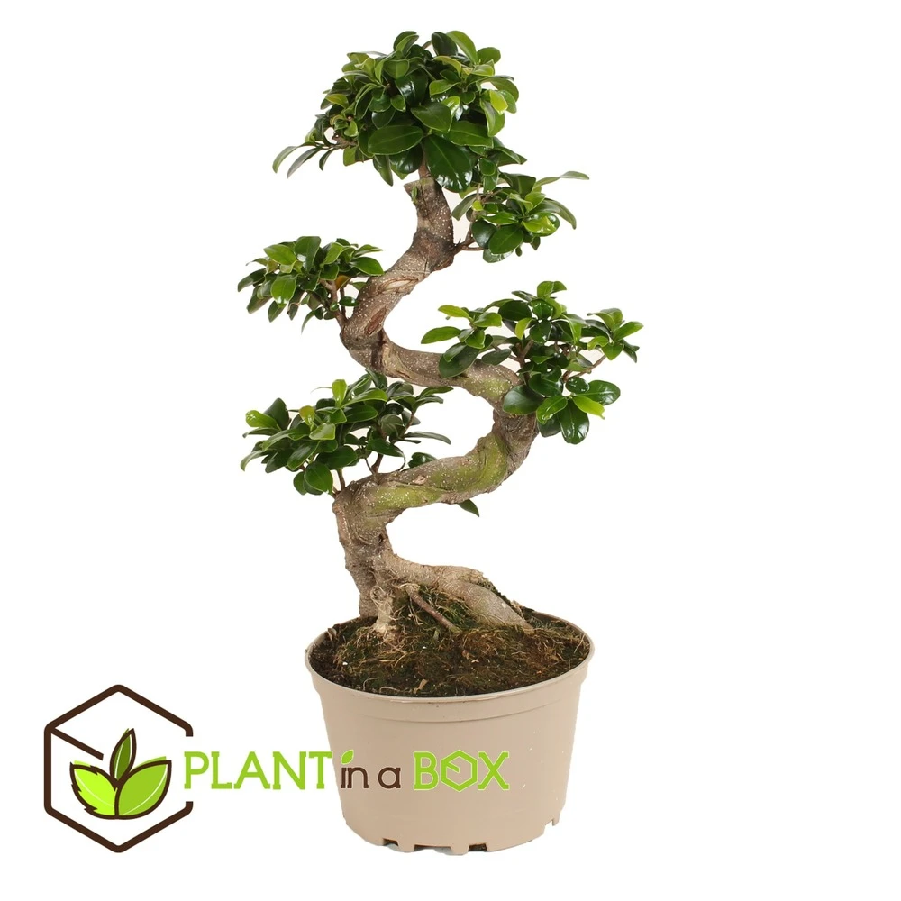 Ficus Ginseng S-shape - Japonaise Bonsai - Pot 20cm - Hauteur 55-65cm 2 Ficus Ginseng S-shape - Japonaise Bonsai - Pot 20cm - Hauteur 55-65cm – Image 2