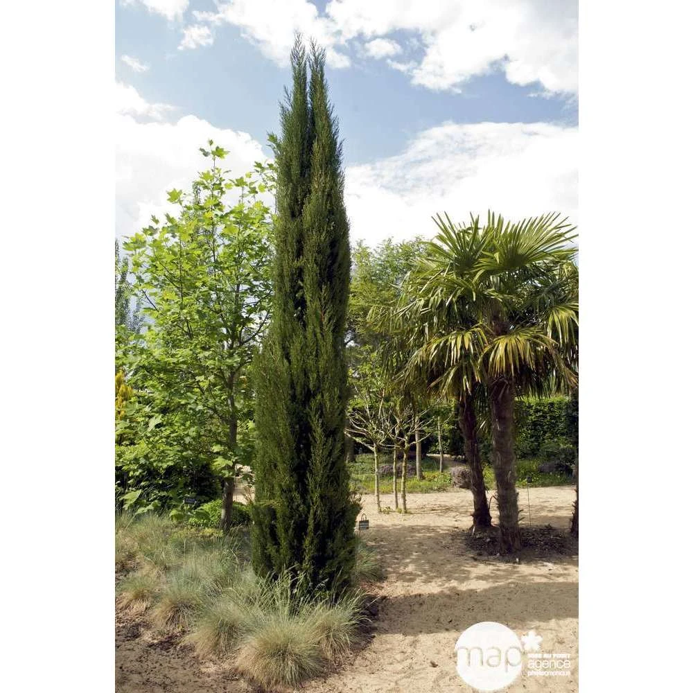 Cupressus Sempervirens Stricta : H. 250/300 Cm 3 Cupressus Sempervirens Stricta : H. 250/300 Cm – Image 3