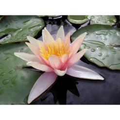 Nymphaea 'sioux'