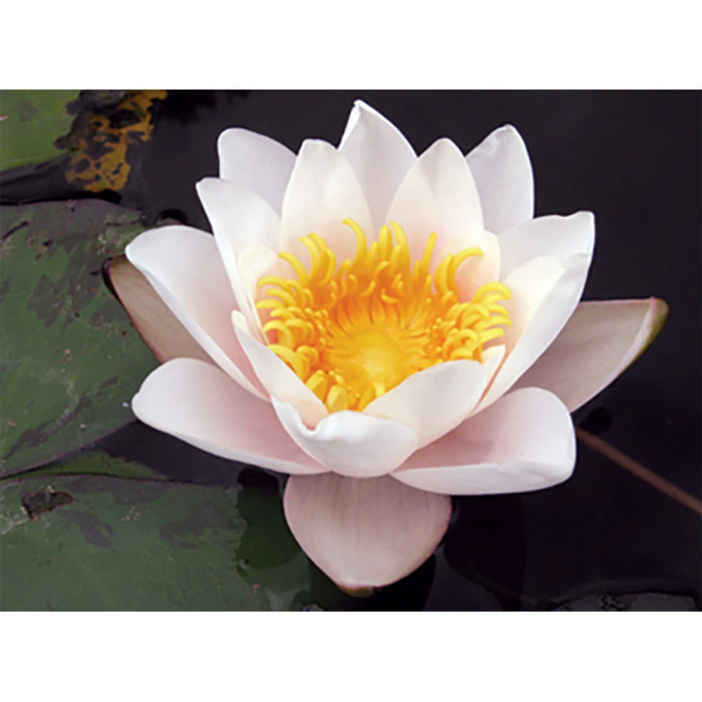 Nymphaea 'geisha Girl' 1 Nymphaea 'geisha Girl'