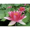 Nymphaea 'attraction'