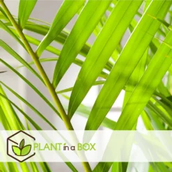 Set De 2 Palmiers Areca - Pot ⌀21cm - H.100-120cm - Plante D'interieur -Promos Jardesia Magasin 642f28bc361585.78778402