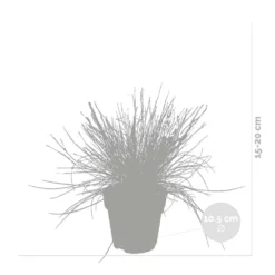 3x Festuca Glauca 'eisvogel' - Fétuque Bleue - Rustique - ⌀10.5 Cm - ↕15-20 Cm 6 3x Festuca Glauca 'eisvogel' - Fétuque Bleue - Rustique - ⌀10.5 Cm - ↕15-20 Cm -Promos Jardesia Magasin 64305ddf5d40b7.11239263